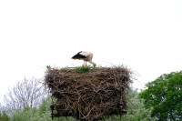 POŚWIĘCENIE PÓL w NEPLACH - 16.05.2026